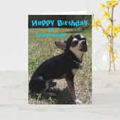 Chihuahua zingt Happy Birthday! Kaart (Gele Bloem)
