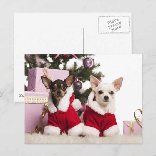 Chihuahua zit en draagt een kerstpak feestdagenkaart (Voorkant / Achterkant)