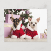 Chihuahua zit en draagt een kerstpak feestdagenkaart (Voorkant)