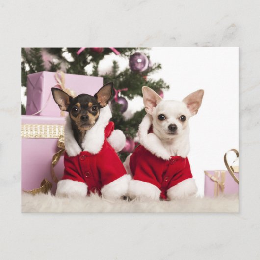 Chihuahua zit en draagt een kerstpak feestdagenkaart (Voorkant)