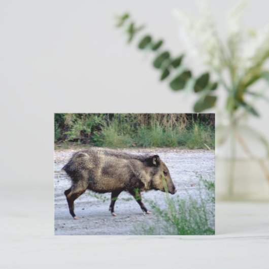 Chihuahuan Desert scene 10 javelina Briefkaart (Staand voorkant)