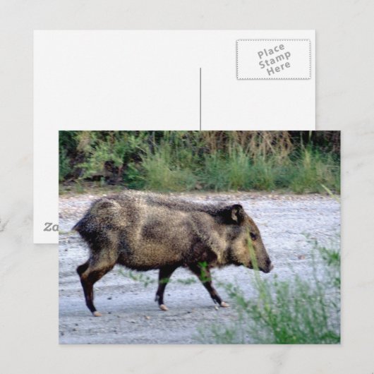 Chihuahuan Desert scene 10 javelina Briefkaart (Voorkant / Achterkant)