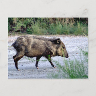 Chihuahuan Desert scene 10 javelina Briefkaart