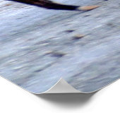 Chihuahuan Desert scene 10 javelina Poster (Hoek)