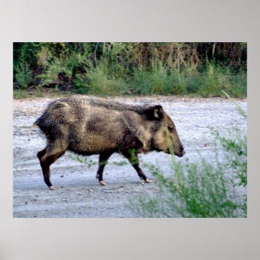 Chihuahuan Desert scene 10 javelina Poster (Voorkant)
