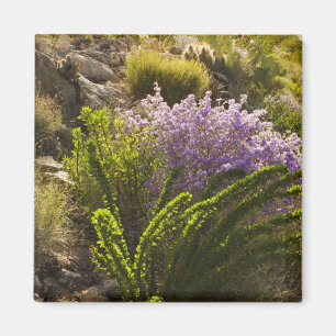 Chihuahuan woestijnplanten in bloei magneet