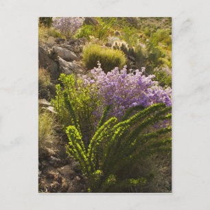 Chihuahuan-woestijnplanten in bloom briefkaart