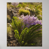 Chihuahuan-woestijnplanten in bloom poster (Voorkant)