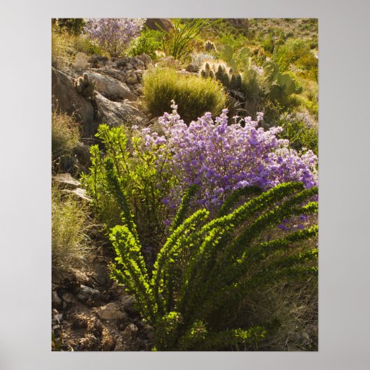 Chihuahuan-woestijnplanten in bloom poster (Voorkant)