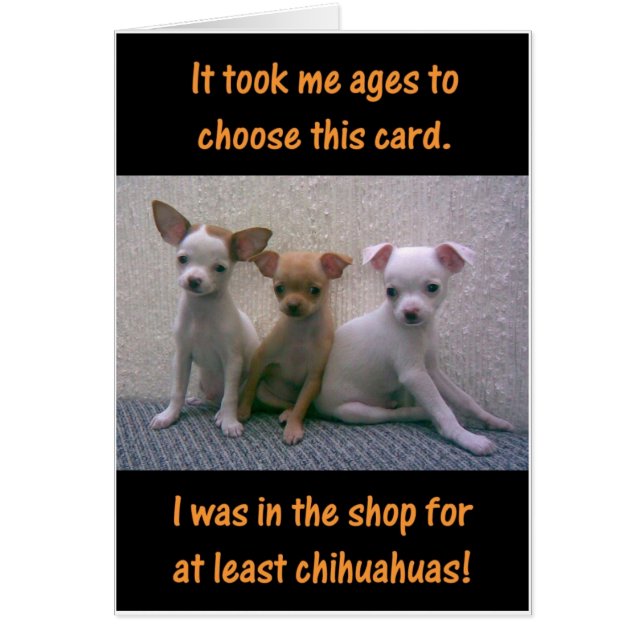 Chihuahuas (Voorkant)