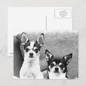 Chihuahua's Briefkaart (Voorkant / Achterkant)