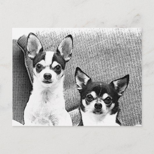 Chihuahua's Briefkaart (Voorkant)