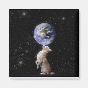 Chihuahuas Regels de Wereld Magnet