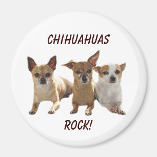 Chihuahuas Rock Magnet