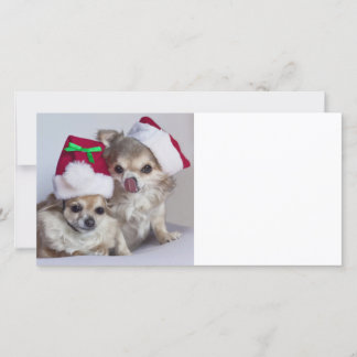 Chihuahuas van Kerstmis Feestdagenkaart