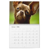 Chihuahuas Wall Calendar Kalender (Jan 2026)