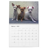 Chihuahuas Wall Calendar Kalender (Feb 2027)