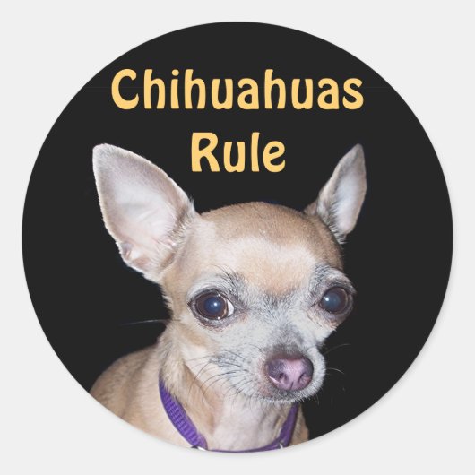 Chihuhahua kijkt naar jou ronde sticker (Voorkant)