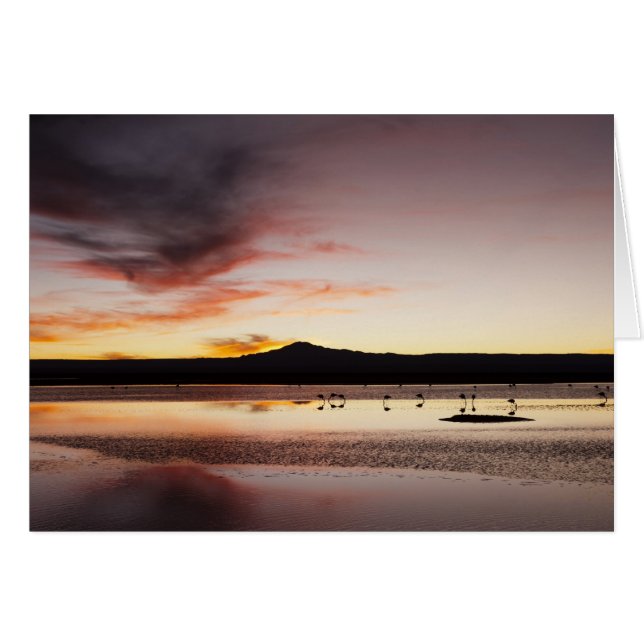 Chilean Flamingo (Voorkant Horizontaal)