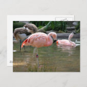 Chilean Flamingo Briefkaart (Voorkant / Achterkant)