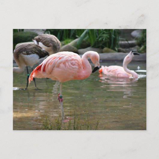 Chilean Flamingo Briefkaart (Voorkant)