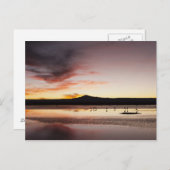 Chilean Flamingo Briefkaart (Voorkant / Achterkant)