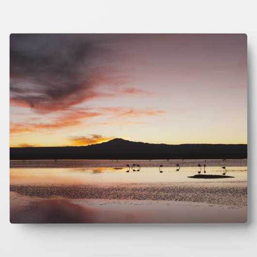 Chilean Flamingo Fotoplaat (Voorkant)