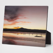 Chilean Flamingo Fotoplaat (Zijkant)