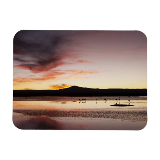 Chilean Flamingo Magneet (Horizontaal)