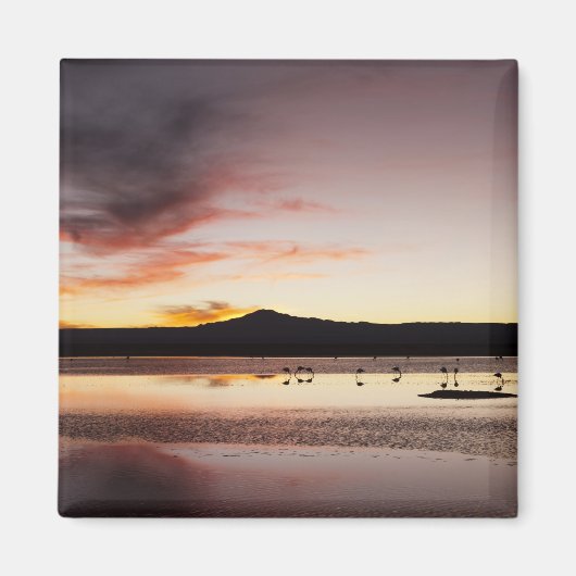 Chilean Flamingo Magneet (Voorkant)