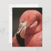 Chilean Flamingo, Phoenicopterus chilensis Briefkaart (Voorkant / Achterkant)