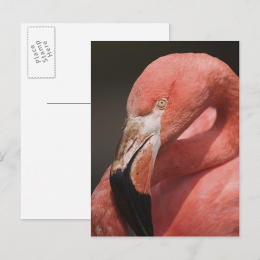 Chilean Flamingo, Phoenicopterus chilensis Briefkaart (Voorkant / Achterkant)