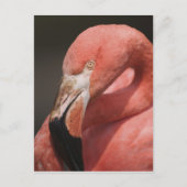 Chilean Flamingo, Phoenicopterus chilensis Briefkaart (Voorkant)