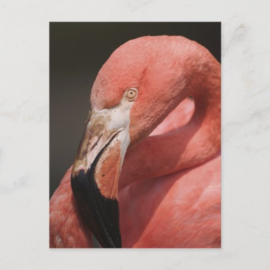 Chilean Flamingo, Phoenicopterus chilensis Briefkaart (Voorkant)