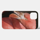 Chilean Flamingo, Phoenicopterus chilensis Case-Mate iPhone Case (Achterkant (horizontaal))