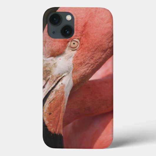 Chilean Flamingo, Phoenicopterus chilensis Case-Mate iPhone Case (Achterkant)