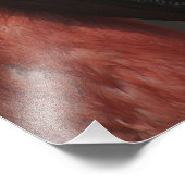 Chilean Flamingo, Phoenicopterus chilensis Foto Afdruk (Hoek)