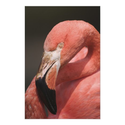 Chilean Flamingo, Phoenicopterus chilensis Foto Afdruk (Voorkant)