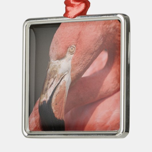 Chilean Flamingo, Phoenicopterus chilensis Metalen Ornament (Links)