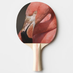 Chilean Flamingo, Phoenicopterus chilensis Tafeltennisbatje