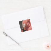 Chilean Flamingo, Phoenicopterus chilensis Vierkante Sticker (Envelop)