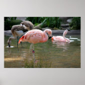 Chilean Flamingo Poster (Voorkant)