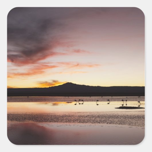 Chilean Flamingo Vierkante Sticker (Voorkant)