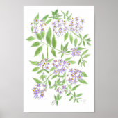 Chilean potato tree  poster (Voorkant)