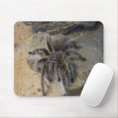 Chileens Roos Hair Tarantula Muismat (Met muis)