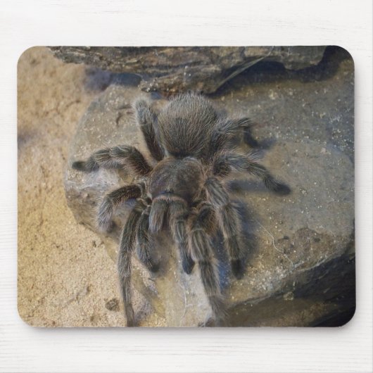Chileens Roos Hair Tarantula Muismat (Voorkant)