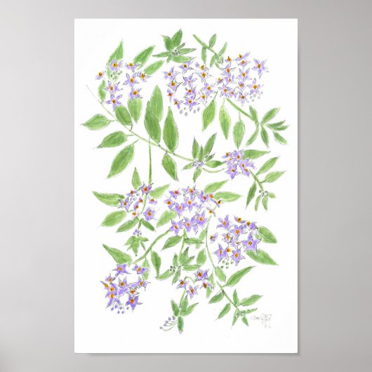 Chileense aardappelboom  poster (Voorkant)