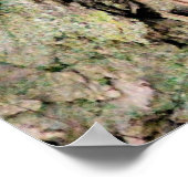 Chileense eekhoorn poster (Hoek)