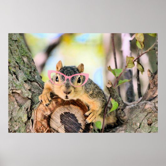 Chileense eekhoorn poster (Voorkant)