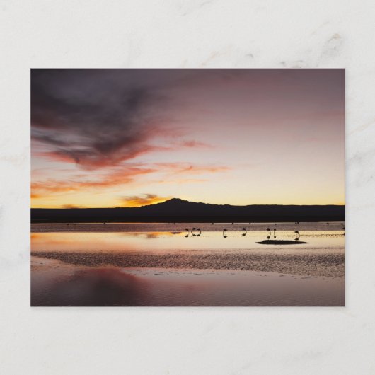 Chileense Flamingo Briefkaart (Voorkant)
